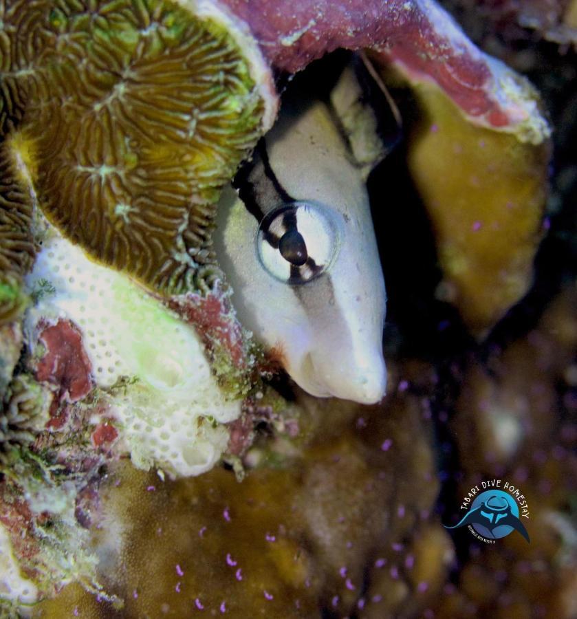 Tabari Dive Lodge Pulau Mansuar Luaran gambar